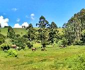 Terreno a Venda em Gon�alves