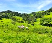 Terreno a Venda - Sapuca Mirim - Sul de Minas - Serra da Mantiqueira