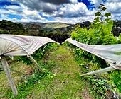 Vinhedo a Venda em Campos do Jordo na Serra da Mantiqueira